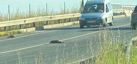 Situación de peligro para los conductores por los jabalís atropellados en la calzada Situación de peligro para los conductores por los jabalís atropellados en la calzada