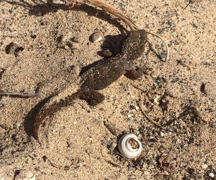 El cadáver disecado de un perenquén que murió calcinado al quedar atrapado en el interior de la botella El cadáver disecado de un perenquén que murió calcinado al quedar atrapado en el interior de la botella