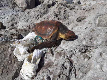 Las redes y plásticos se convierten en trampas para estos animales Las redes y plásticos se convierten en trampas para estos animales