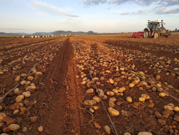 Producción de patata en el Campo de Cartagena para MAS Patatas Producción de patata en el Campo de Cartagena para MAS Patatas