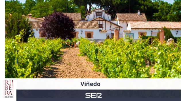 Viñedo Viñedo