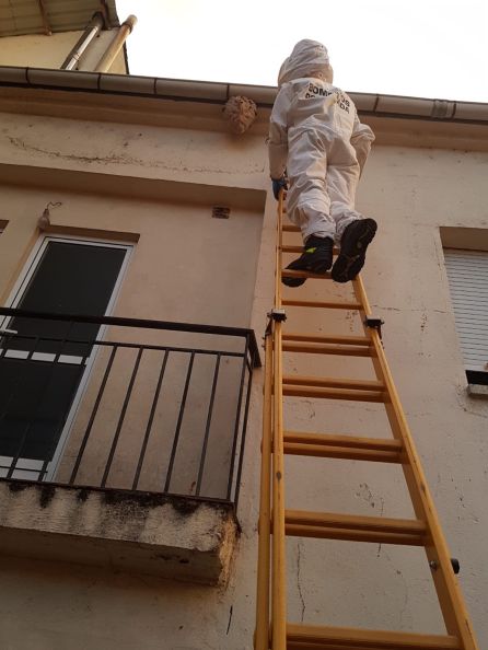 Un bombero de Ponferrada retira el nido en la calle Arganza de Cacabelos Un bombero de Ponferrada retira el nido en la calle Arganza de Cacabelos