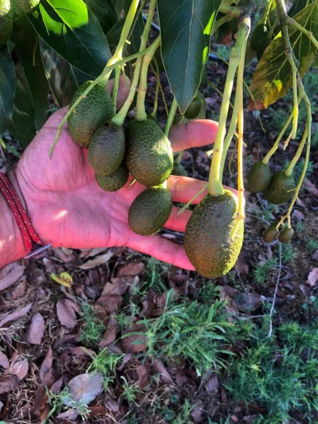 Primer plano de unos aguacates del Campo Gibraltar Primer plano de unos aguacates del Campo Gibraltar
