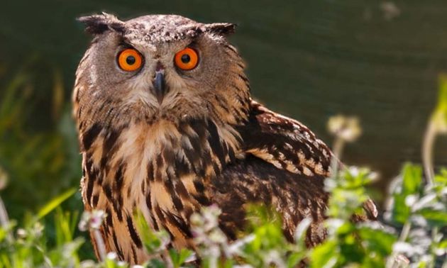 En el área de rapaces se pueden contemplar búhos. En el área de rapaces se pueden contemplar búhos.
