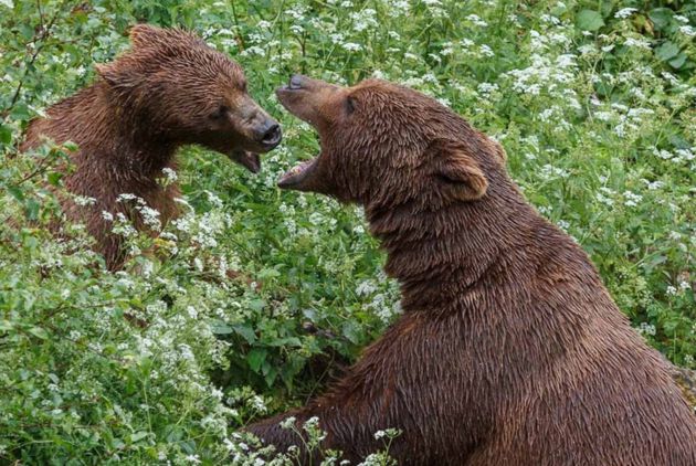 El oso pardo es uno de los atractivos del parque. El oso pardo es uno de los atractivos del parque.