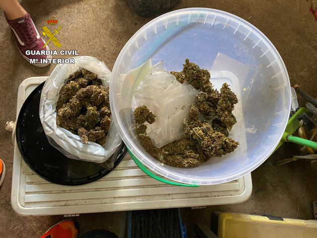 Cogollos secos de marihuana Cogollos secos de marihuana