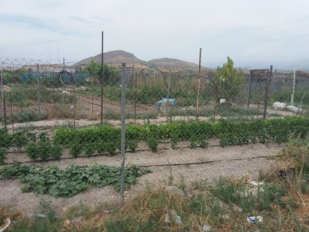 Otros de los Huertos del Paraje el Canónigo Otros de los Huertos del Paraje el Canónigo