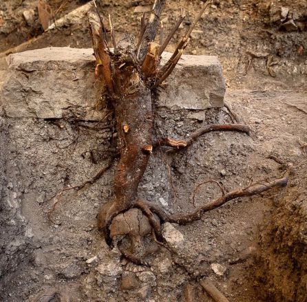 Cadáver de la mujer encontrado en el cementerio tardo-romano con el árbol que le ha surgido en la cabeza. Cadáver de la mujer encontrado en el cementerio tardo-romano con el árbol que le ha surgido en la cabeza.