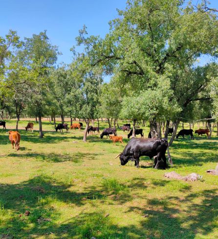 Las ganaderías de reses bravas de la provincia de Cuenca afrontan un verano sin festejos taurinos. Las ganaderías de reses bravas de la provincia de Cuenca afrontan un verano sin festejos taurinos.