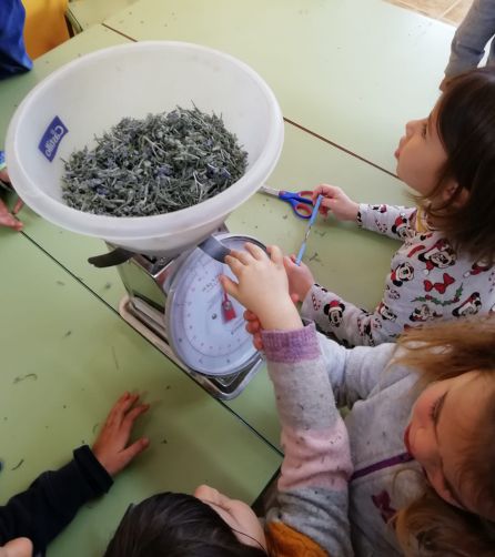Taller de saquitos de lavanda con el espliego del huerto. Taller de saquitos de lavanda con el espliego del huerto.