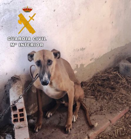 El único perro que estaba vivo no tenía agua ni comida y estaba encadenado El único perro que estaba vivo no tenía agua ni comida y estaba encadenado