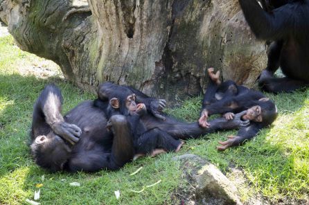 Djibril se integra en el grupo de chimpancés de Bioparc Valencia Djibril se integra en el grupo de chimpancés de Bioparc Valencia