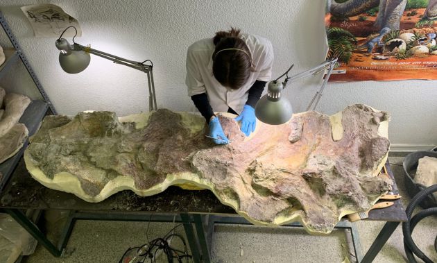 Preparación de parte del cuello de un dinosaurio de Lo Hueco. Preparación de parte del cuello de un dinosaurio de Lo Hueco.