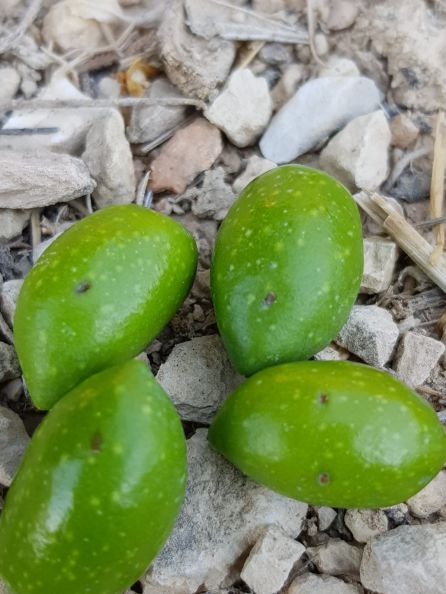 Algunos frutos ya han sido dañados Algunos frutos ya han sido dañados
