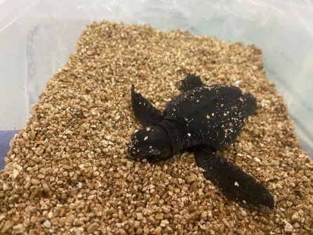 Tortuga recién nacida Tortuga recién nacida