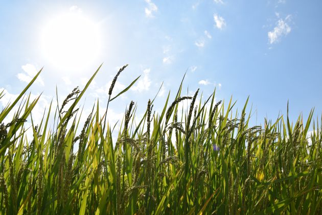 Los arrozales "verdedorados" de Calasparra se preparan para la siega en octubre Los arrozales "verdedorados" de Calasparra se preparan para la siega en octubre