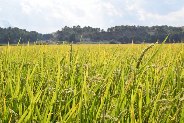 Los arrozales "verdedorados" de Calasparra se preparan para la siega en octubre Los arrozales "verdedorados" de Calasparra se preparan para la siega en octubre