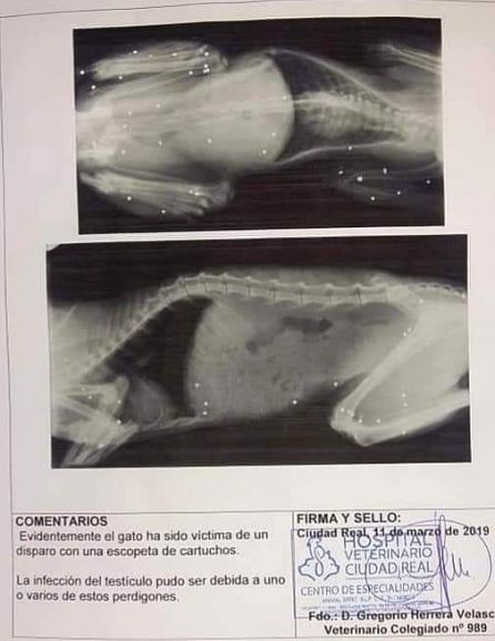 El gato sufrió disparos de una escopeta de cartuchos El gato sufrió disparos de una escopeta de cartuchos
