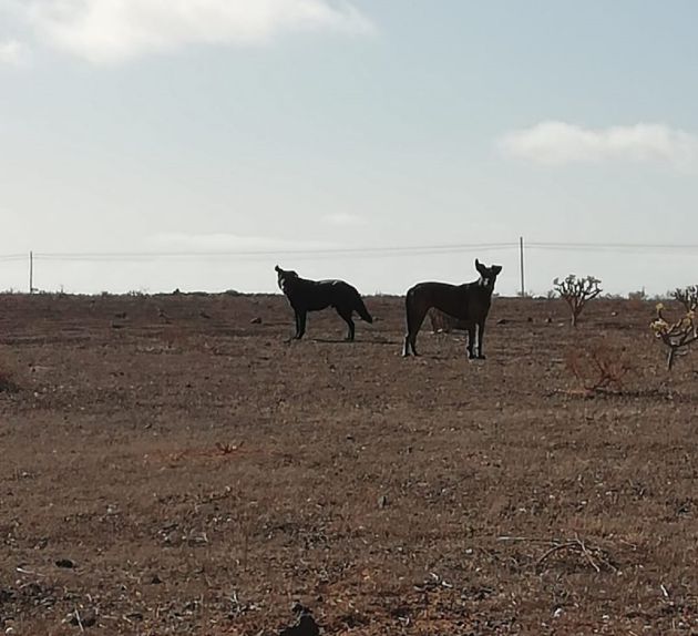 Los perros que atacaron a las ovejas. Los perros que atacaron a las ovejas.
