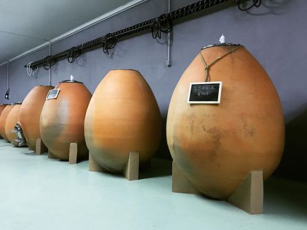 Todos sus vinos se fermentan en tinajas de barro Todos sus vinos se fermentan en tinajas de barro