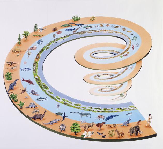Evolución de las especies Evolución de las especies