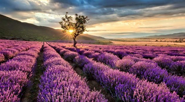 Campos de lavanda de Brihuega Campos de lavanda de Brihuega
