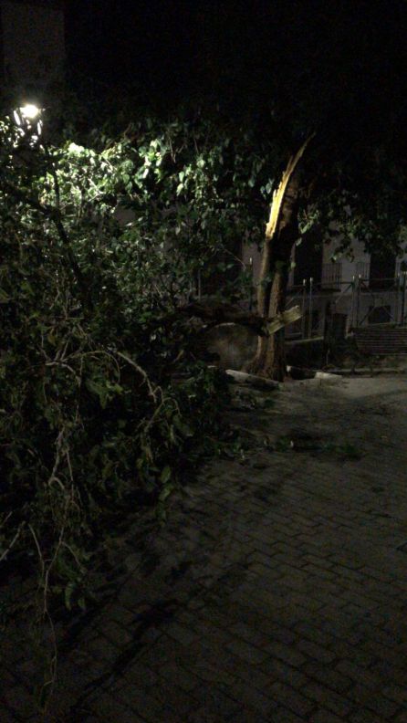 Frente al Camarín de Jesús, en Jaén capital, otro arbol caído en plena calle Frente al Camarín de Jesús, en Jaén capital, otro arbol caído en plena calle