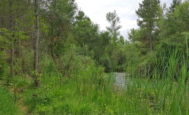 Río Júcar en el paraje del Chantre. Río Júcar en el paraje del Chantre.