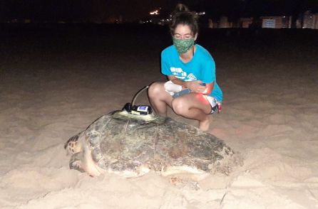 Ejemplar de tortuga boba marcada Ejemplar de tortuga boba marcada