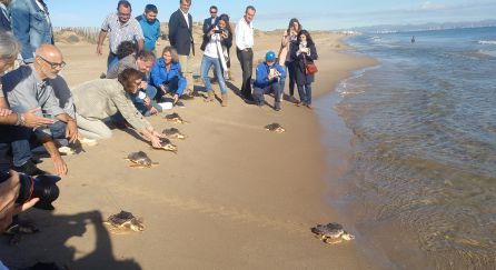 Puesta en libertad de tortugas bobas marcadas (foto de archivo) Puesta en libertad de tortugas bobas marcadas (foto de archivo)