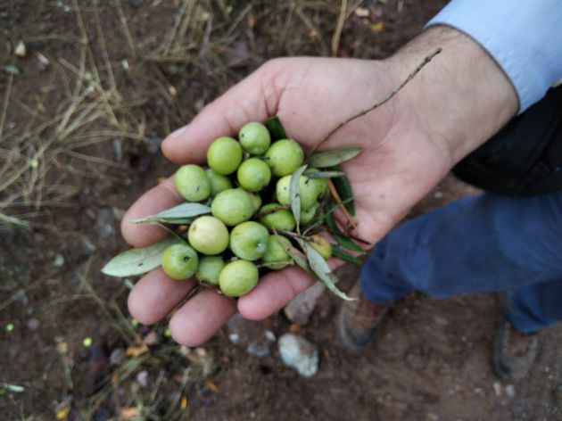 Recogida temprana de las aceitunas para conseguir una mayor calidad del aceite de oliva virgen extra Recogida temprana de las aceitunas para conseguir una mayor calidad del aceite de oliva virgen extra