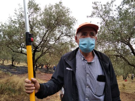 Santiago, el manijero de la cuadrilla que recoge la aceituna en este olivar de montaña de Córdoba Santiago, el manijero de la cuadrilla que recoge la aceituna en este olivar de montaña de Córdoba
