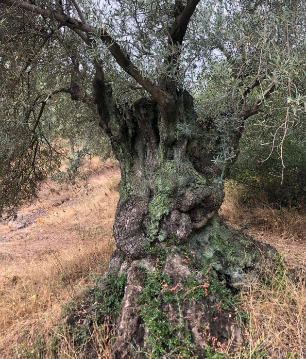 El 'Olivo de la Alberca', el más viejo de la Huerta de Las Ventanas en Córdoba, con tres metros de perímetro y cerca de 300 años El 'Olivo de la Alberca', el más viejo de la Huerta de Las Ventanas en Córdoba, con tres metros de perímetro y cerca de 300 años