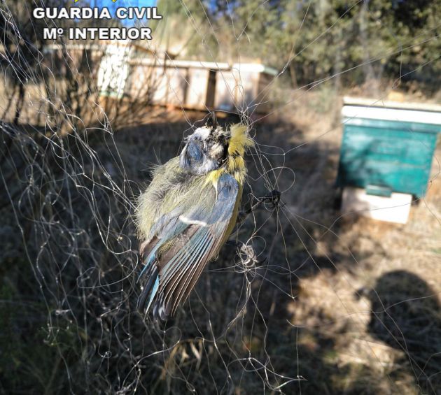 Pájaro atrapado en una red japonesa Pájaro atrapado en una red japonesa