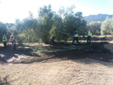 Momento de la recogida de la aceituna en una parcela junto al camino de los Picones Momento de la recogida de la aceituna en una parcela junto al camino de los Picones