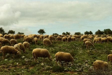 Estos ganaderos y carniceros cuentan con 1500 cabezas de ganado ovino manchego Estos ganaderos y carniceros cuentan con 1500 cabezas de ganado ovino manchego