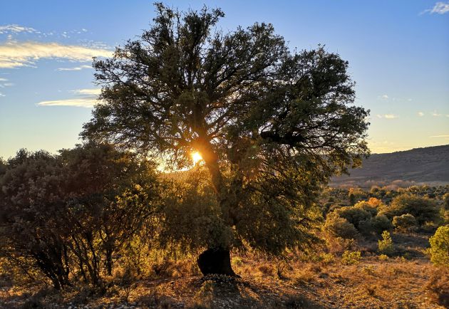 Bosque de encinas y robles en las Cañaillas y el Espinar, en El Cubillo. Bosque de encinas y robles en las Cañaillas y el Espinar, en El Cubillo.