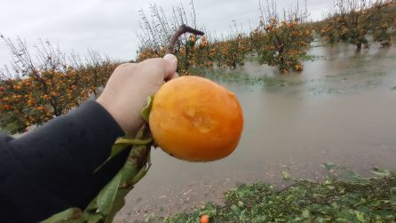 Daños producidos por el temporal en los campos de caquis de Sollana Daños producidos por el temporal en los campos de caquis de Sollana