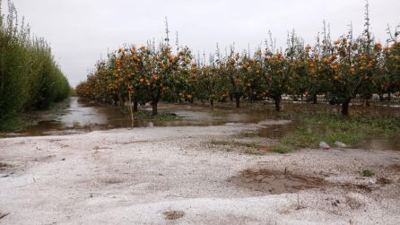 Daños en campos de caquis en Sollana Daños en campos de caquis en Sollana