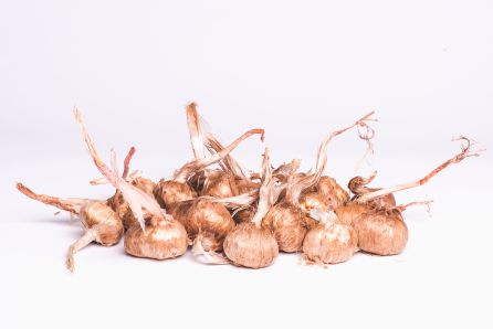 Bulbos de azafrán Bulbos de azafrán