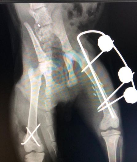 Radiografía de las patas de Versalles Radiografía de las patas de Versalles