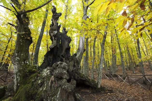 Castaño conocido como 'El Abuelo' en el Castañar de El Tiemblo Castaño conocido como 'El Abuelo' en el Castañar de El Tiemblo