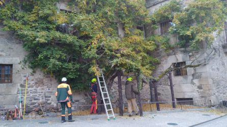 Trabajos en la glicinia Trabajos en la glicinia