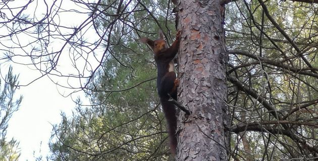 Ardillas entre la fauna que veremos en esta ruta. Ardillas entre la fauna que veremos en esta ruta.