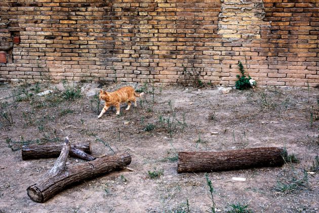 Un gato camina por un solar de València Un gato camina por un solar de València