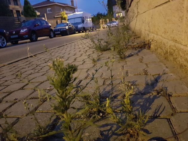 Hierbas en las aceras de Cabanillas Hierbas en las aceras de Cabanillas