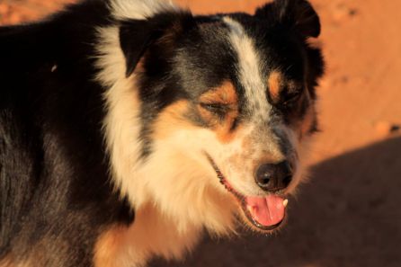 “Moro” es de raza Collie, que significa “útil" en gaélico. “Moro” es de raza Collie, que significa “útil" en gaélico.