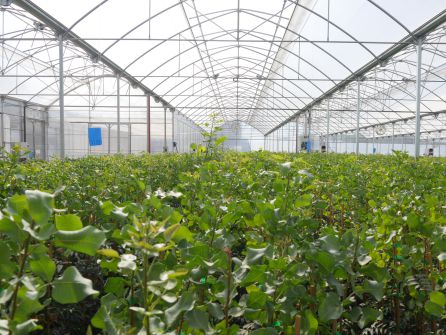 Invernaderos de cultivo de pistacho Invernaderos de cultivo de pistacho