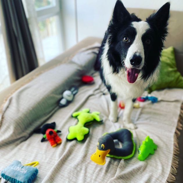 Rico, el Border Collie de Paredes de Nava (Palencia) que participa en el Genius Dog Challenge Rico, el Border Collie de Paredes de Nava (Palencia) que participa en el Genius Dog Challenge