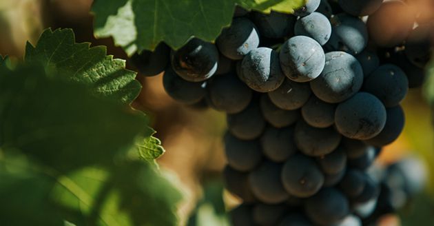 La variedad de uva bobal es característica de esta DO. La variedad de uva bobal es característica de esta DO.
